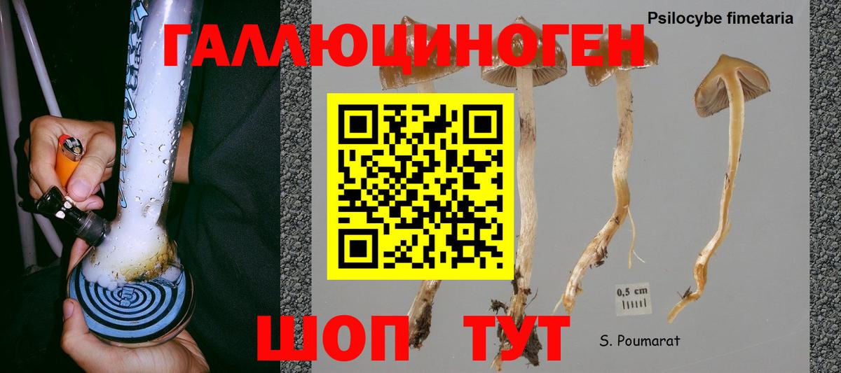 Галлюциногенные грибы Psilocybe Кемерово